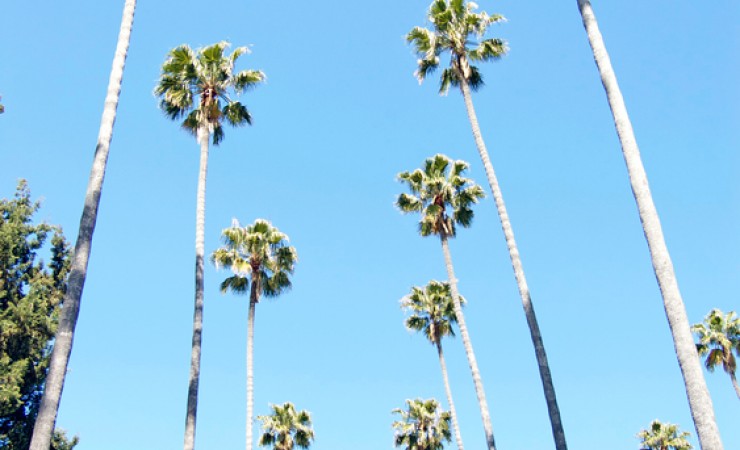 palm trees from below